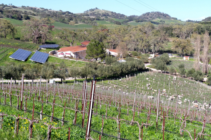 Winery animals and solar panels Winery animals and solar panels