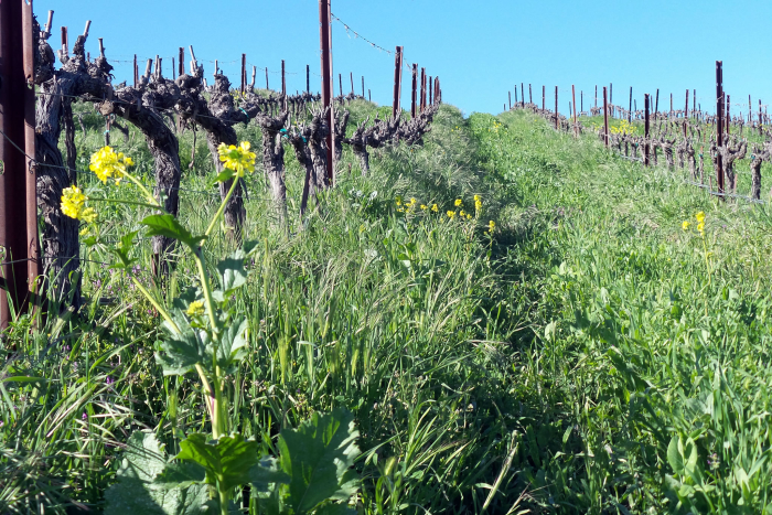 Cover crop Cover crop