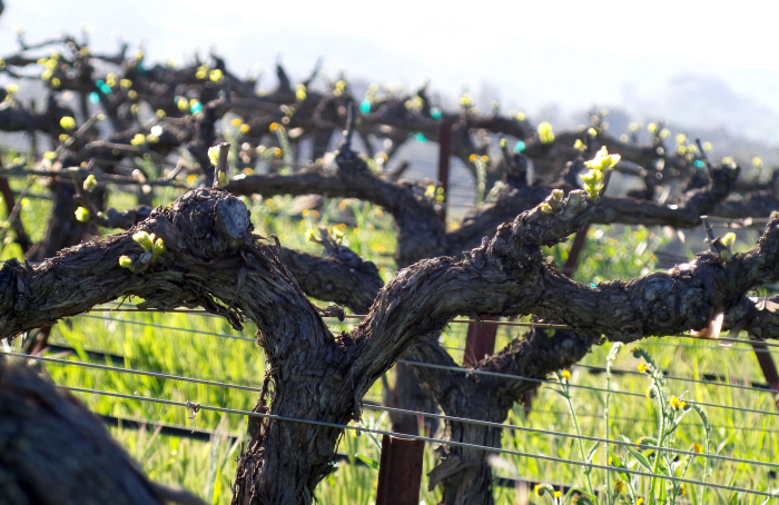 New growth - Grenache Blanc New growth - Grenache Blanc
