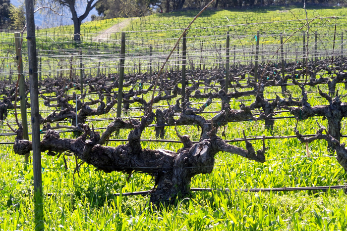 Grenache still dormant late March 2018 Grenache still dormant late March 2018