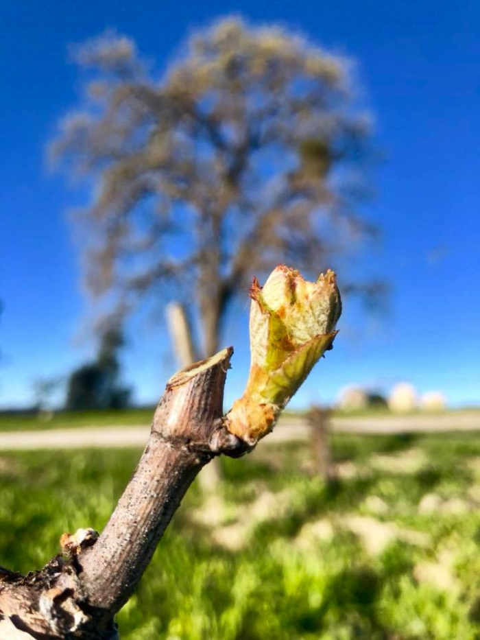 Budbreak 2018 Viognier Budbreak 2018 Viognier