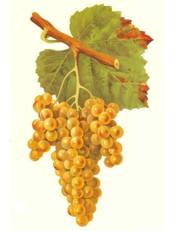 Petit Manseng Lithograph Petit Manseng Lithograph