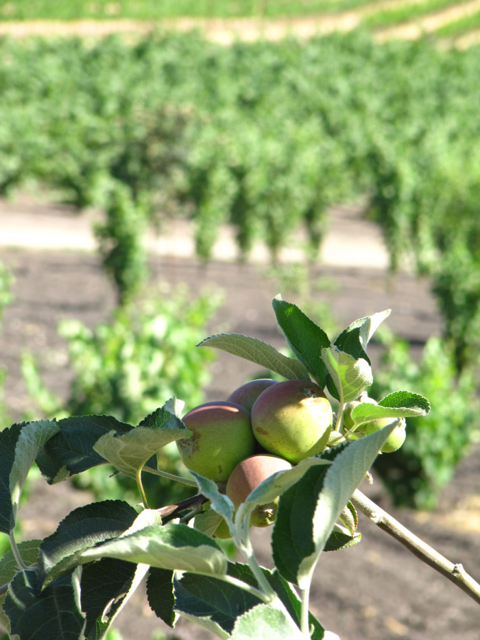 Orchard at Tablas Creek 2 Orchard at Tablas Creek 2