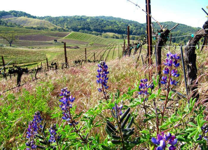 Budbreak and Wildflowers 2 Budbreak and Wildflowers 2