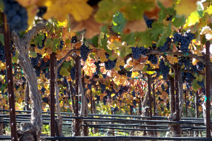 Counoise on the vine early October Counoise on the vine early October