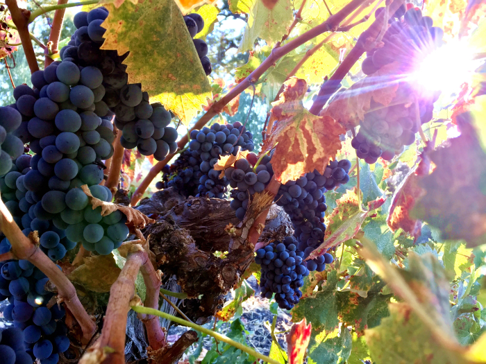 Mourvedre head trained Mourvedre head trained