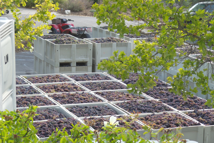 Harvest 2017 Bins of Grenache