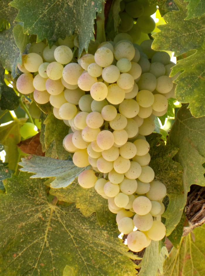 Vermentino Vermentino