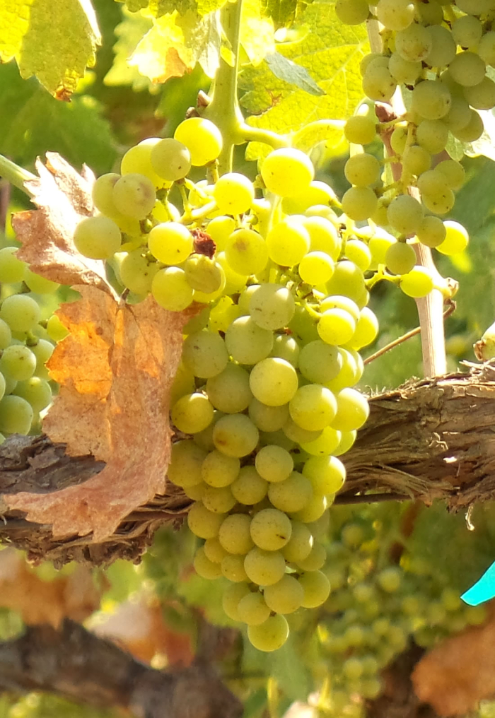 Viognier Viognier
