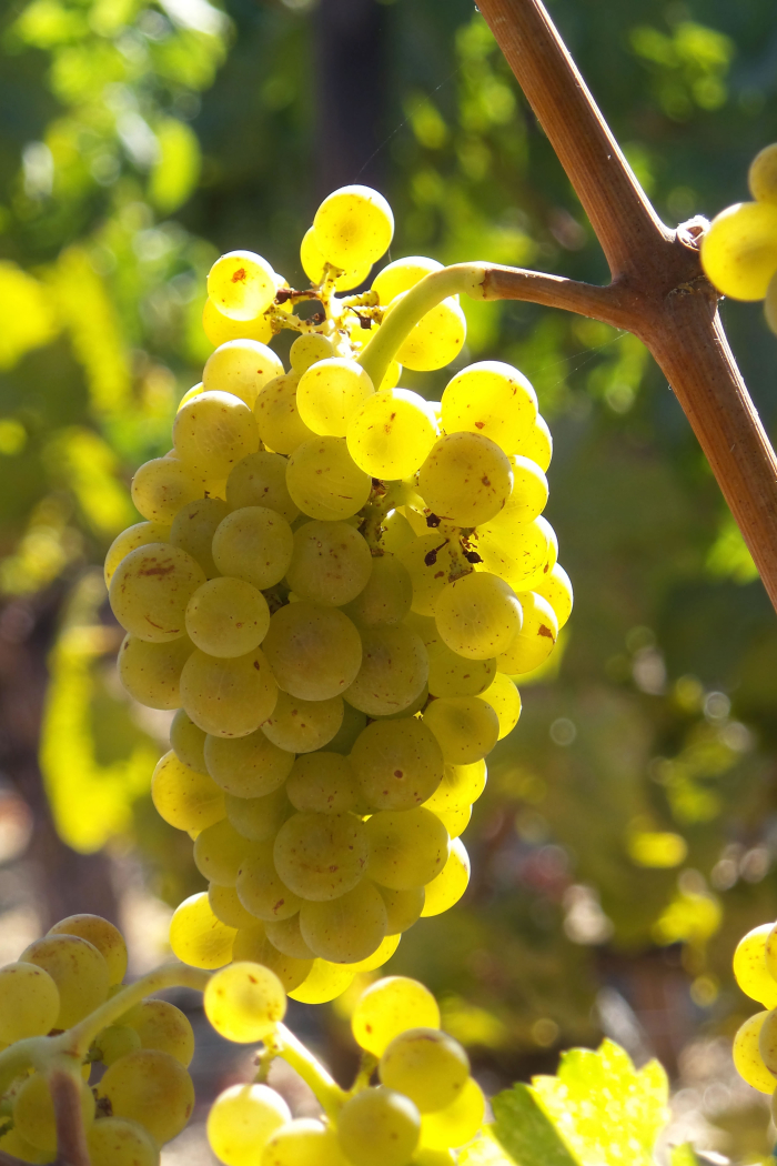 Marsanne Marsanne