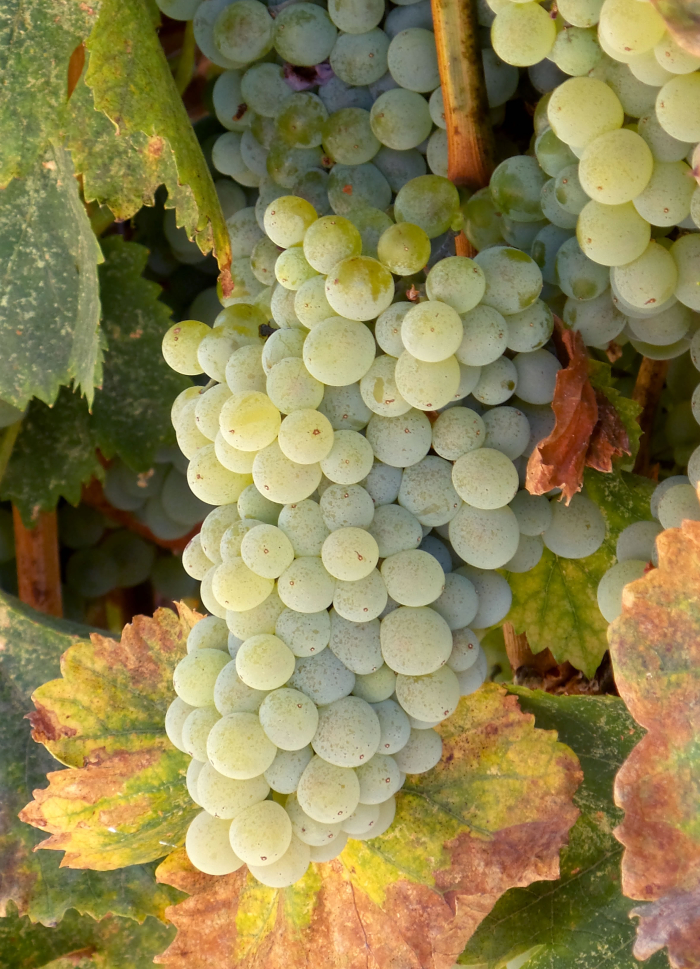 Grenache Blanc Grenache Blanc