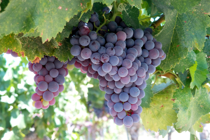 Grenache Grenache