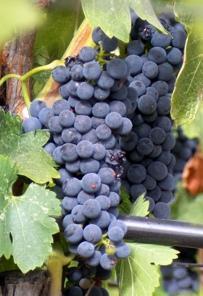 Tannat Tannat