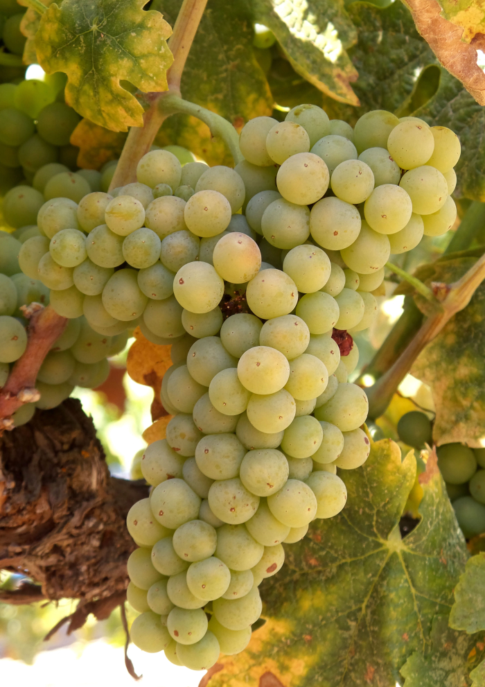 Roussanne Roussanne