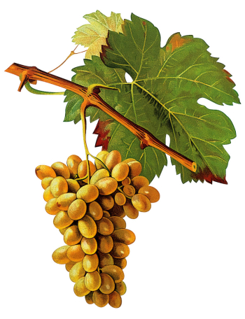 Clairette litho Clairette litho