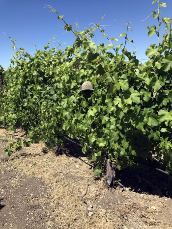 Viognier Viognier