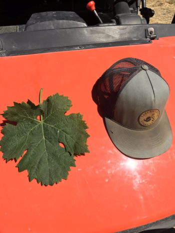 Jordy Vermentino Leaf Jordy Vermentino Leaf