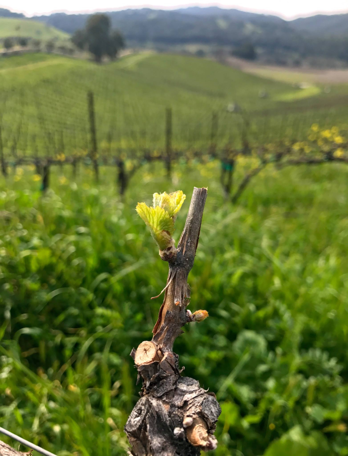 Budbreak 2017 Budbreak 2017