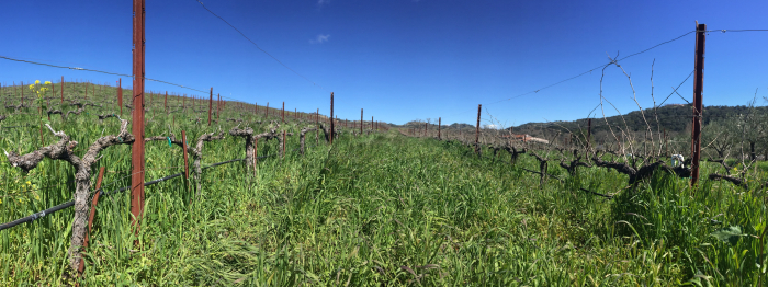 Pruned Unpruned Panorama Pruned Unpruned Panorama