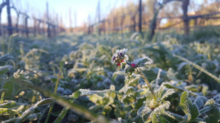 Frost on cover crop flower Frost on cover crop flower