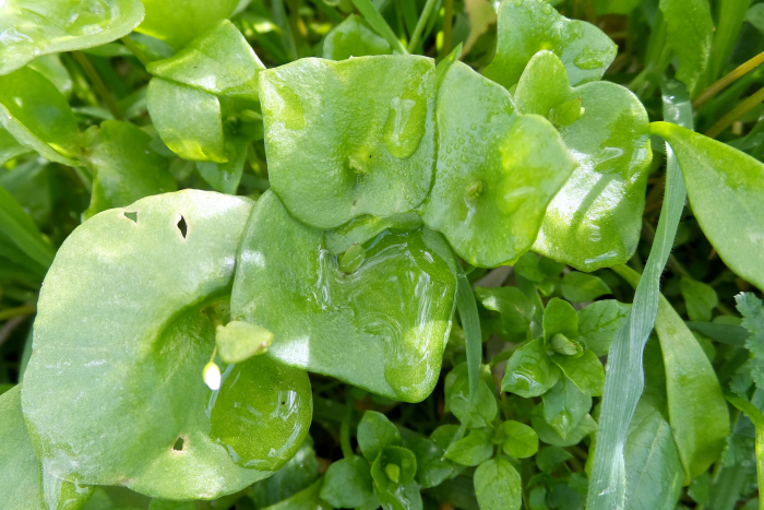 Miners lettuce Miners lettuce