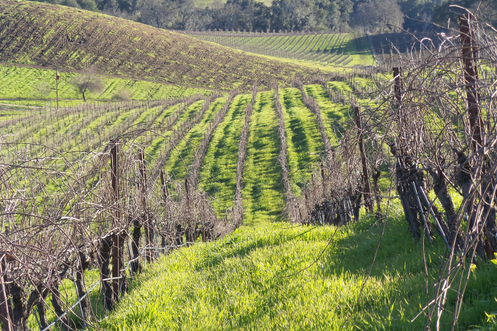 Green vine contours Green vine contours