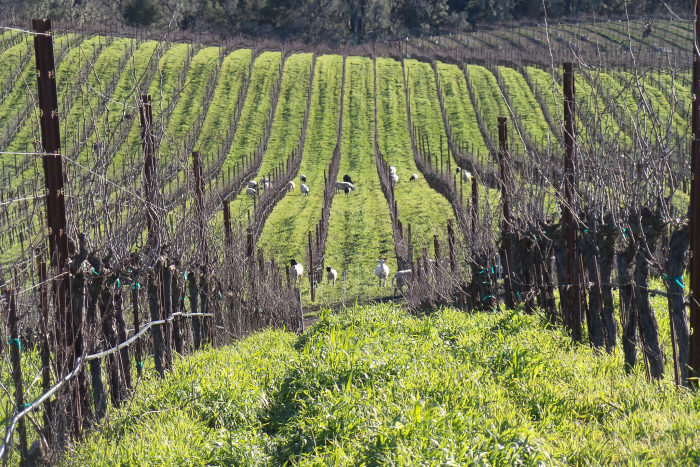 Animals in vineyard Animals in vineyard