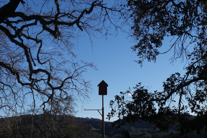 Owl box and oak trees Owl box and oak trees