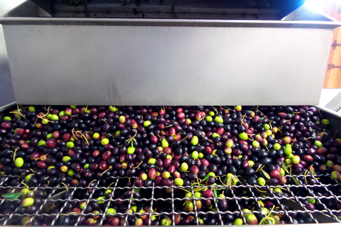 Olives Grate Sorter