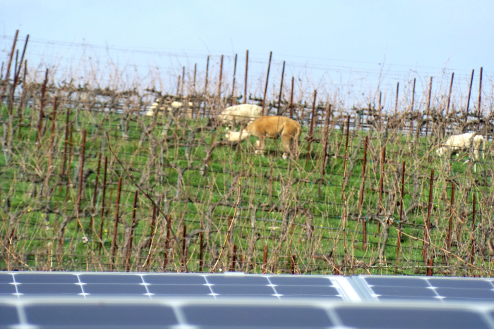 Animals behind solar Animals behind solar