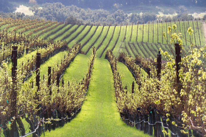 Green Hillsides Moving Sun Green Hillsides Moving Sun