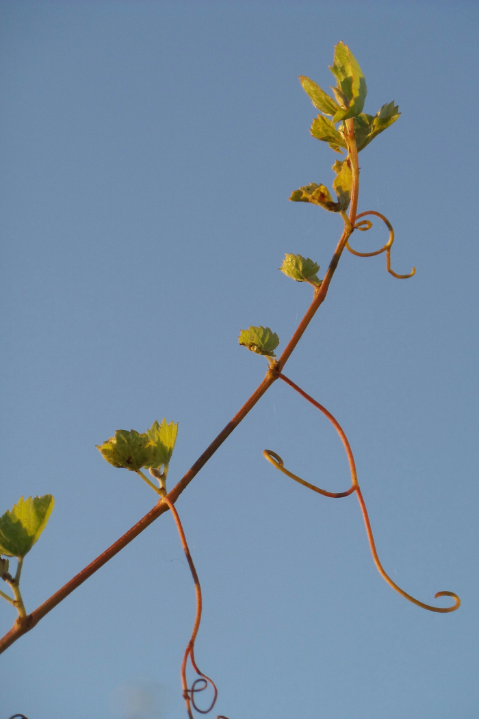 New Fall Growth in Mourvedre New Fall Growth in Mourvedre