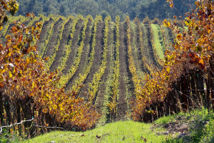 Nov 2016 Foliage + Cover Crop growth Nov 2016 Foliage + Cover Crop growth