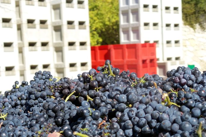 Grenache bins in front of empty bins Grenache bins in front of empty bins