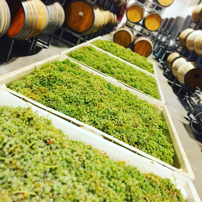 Clairette in bins Clairette in bins