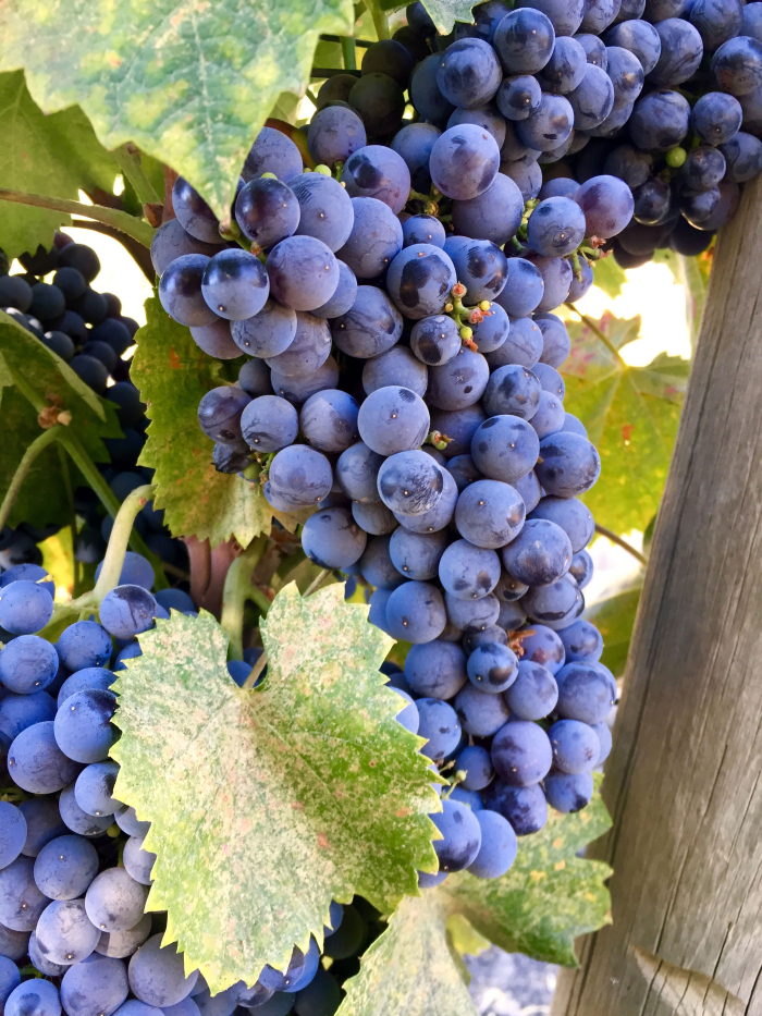 Mourvedre on Vine Sept 2016 Mourvedre on Vine Sept 2016