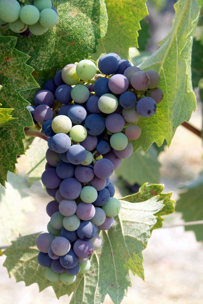 Veraison_2016_mourvedre Veraison_2016_mourvedre