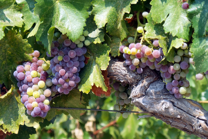 Veraison_2016_grenache Veraison_2016_grenache