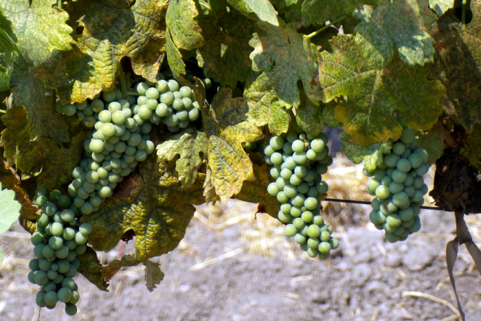 Veraison_2016_roussanne Veraison_2016_roussanne