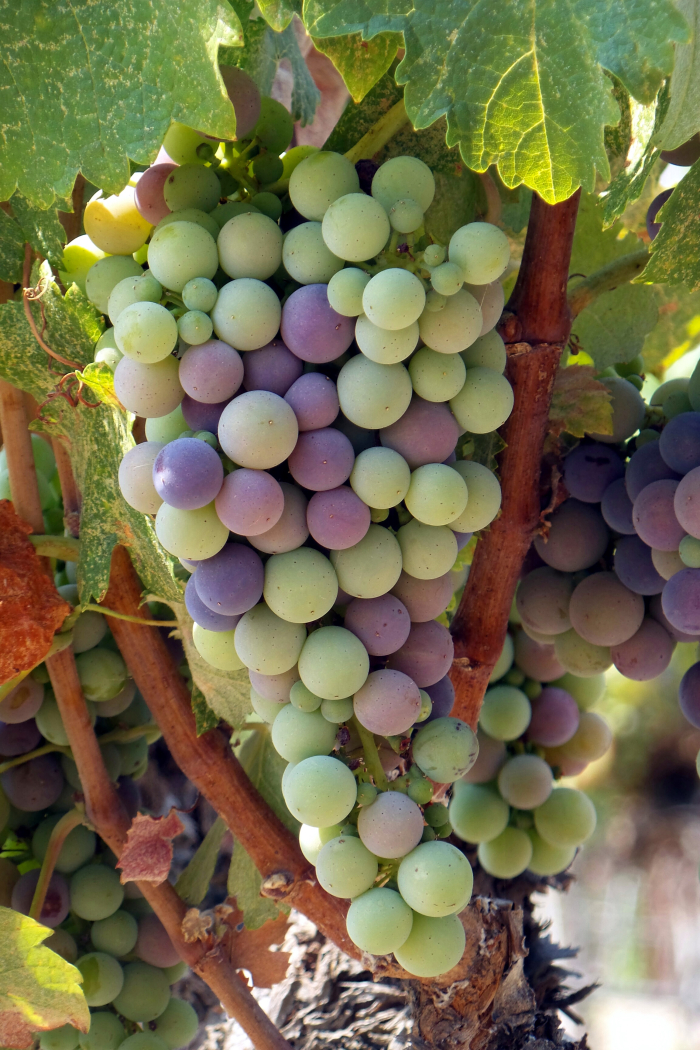 Veraison_2016_counoise Veraison_2016_counoise
