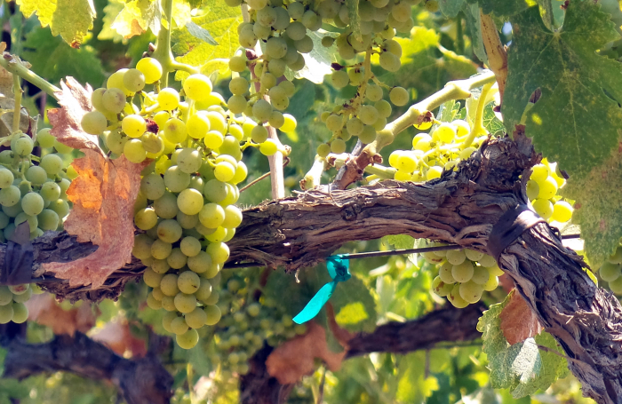Veraison_2016_viognier Veraison_2016_viognier