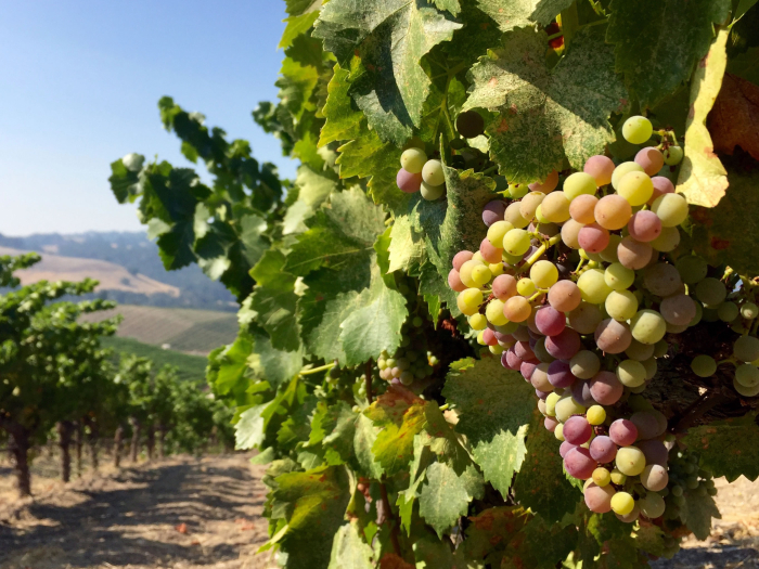 Veraison 2016 Grenache 3 Veraison 2016 Grenache 3