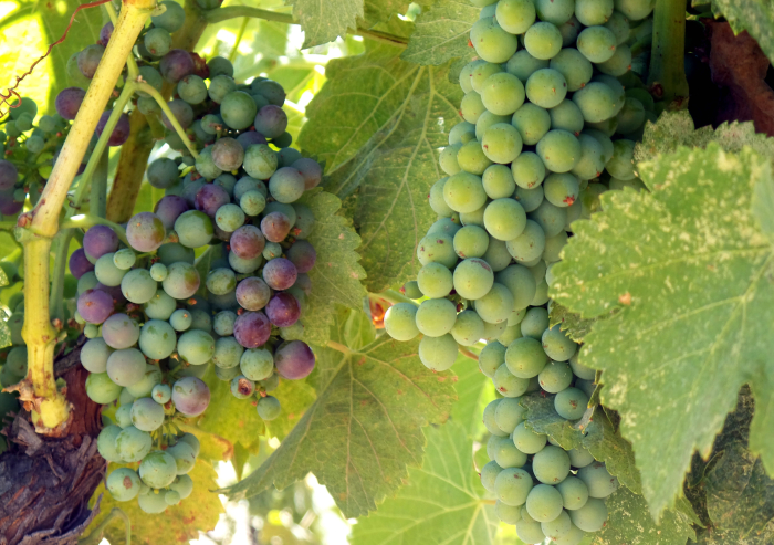 Veraison 2016_2 Veraison 2016_2