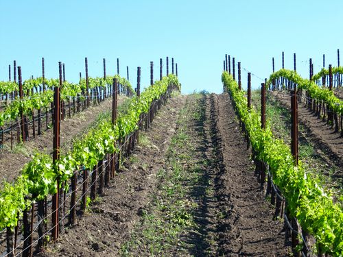 Grenache blanc rows in May Grenache blanc rows in May
