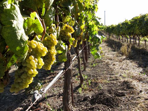 Grenache Blanc ready for harvest Grenache Blanc ready for harvest