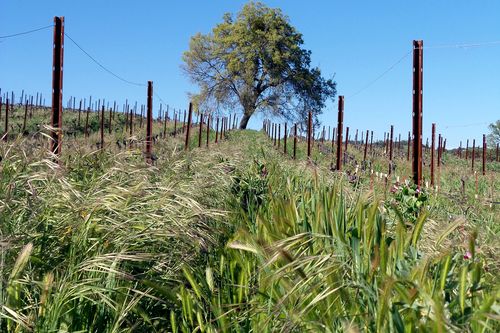 Lush cover crop Lush cover crop