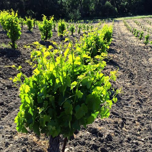 Scruffy Grenache vine Scruffy Grenache vine
