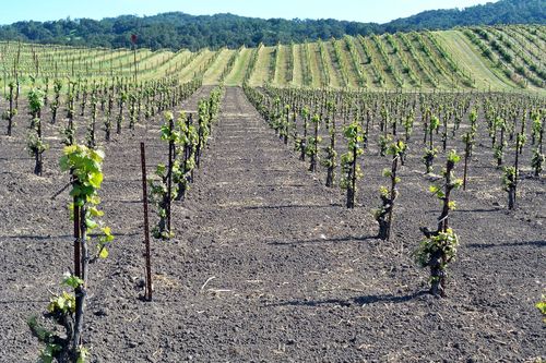 Spaded area in Tannat Spaded area in Tannat