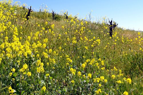 Mustard Mustard