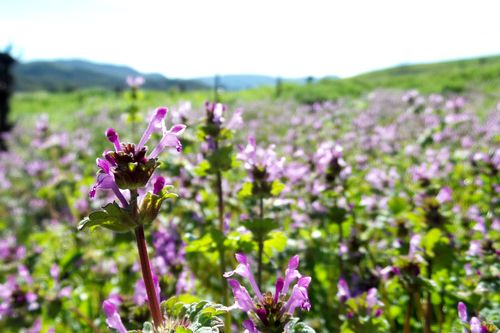 Wildflowers Wildflowers